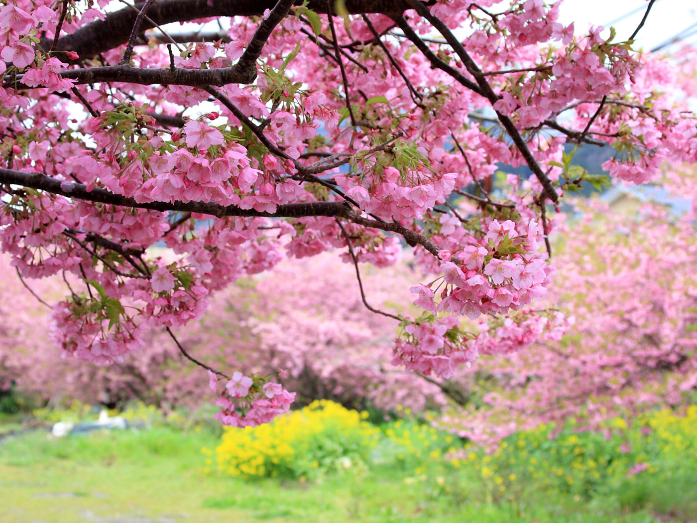 河津桜 かじやの桜 は名桜の風格あり 壁紙自然派 楽天ブログ