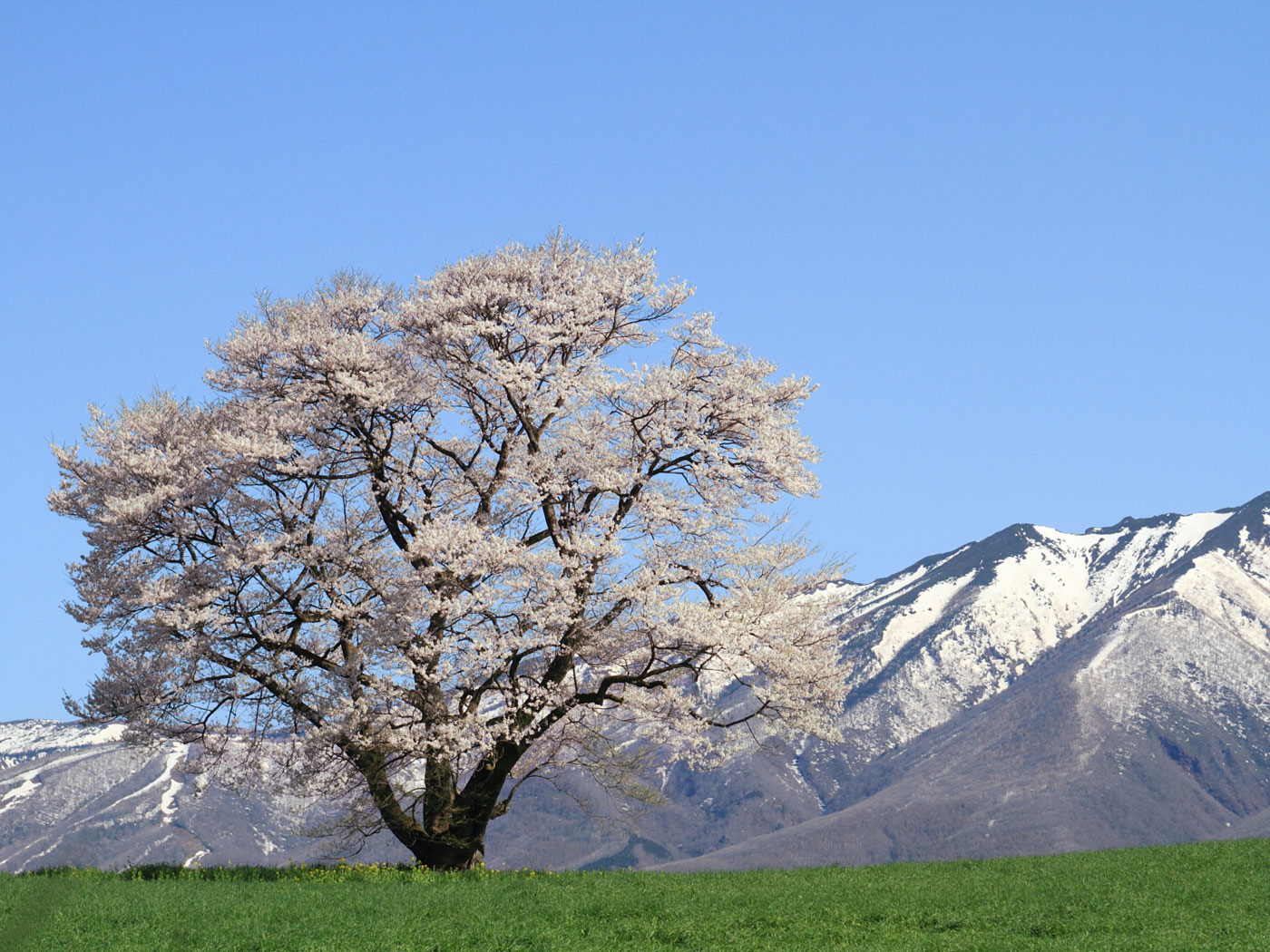 小岩井農場の一本桜－紺碧の空に映えて | 壁紙自然派 - 楽天ブログ