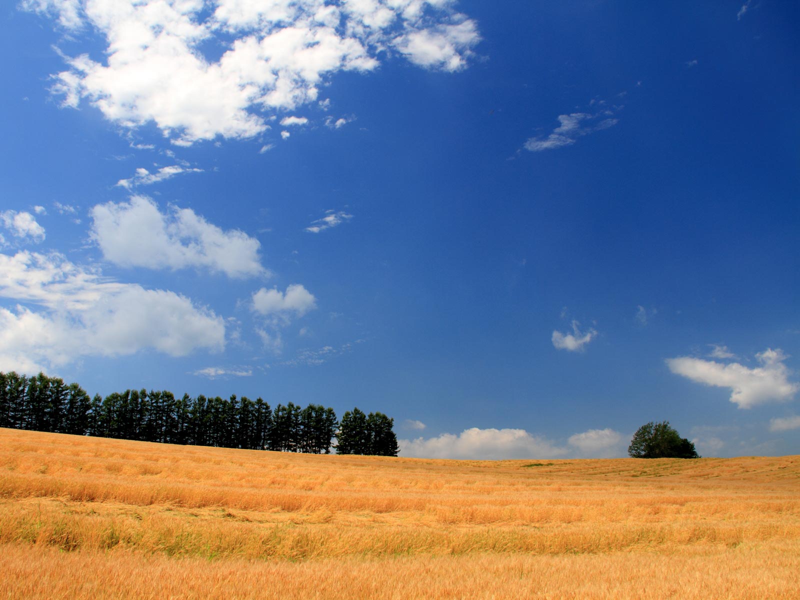 美瑛・マイルドセブンの丘 壁紙自然派 楽天ブログ