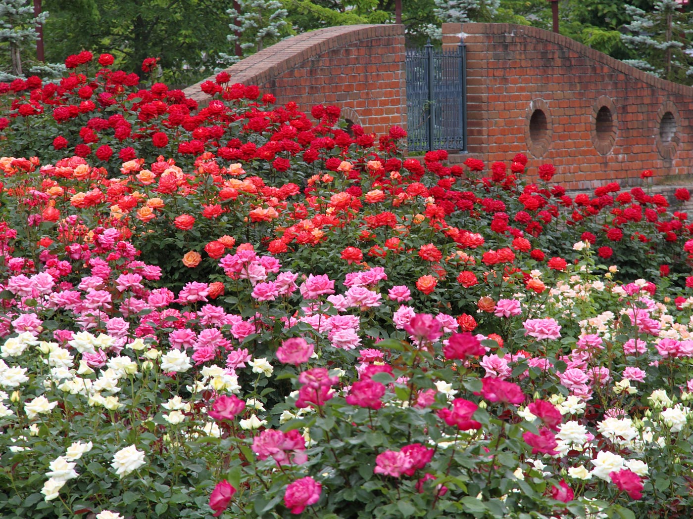 東沢バラ公園の咲き競う薔薇 | 壁紙自然派 - 楽天ブログ